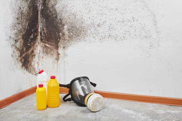 Best Black Mold Removal  in El Dorado, KS