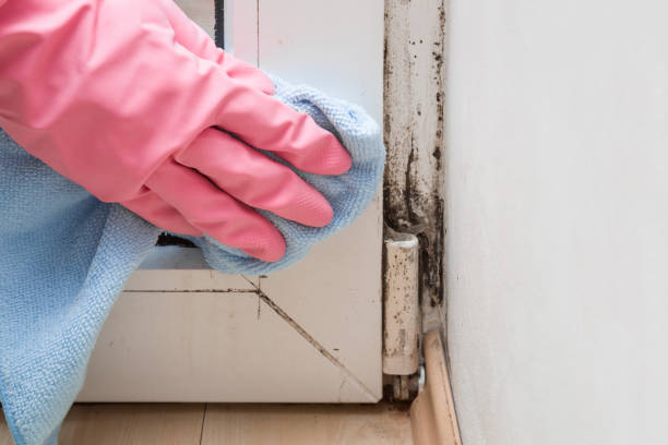 Best Mold Damage Restoration  in El Dorado, KS